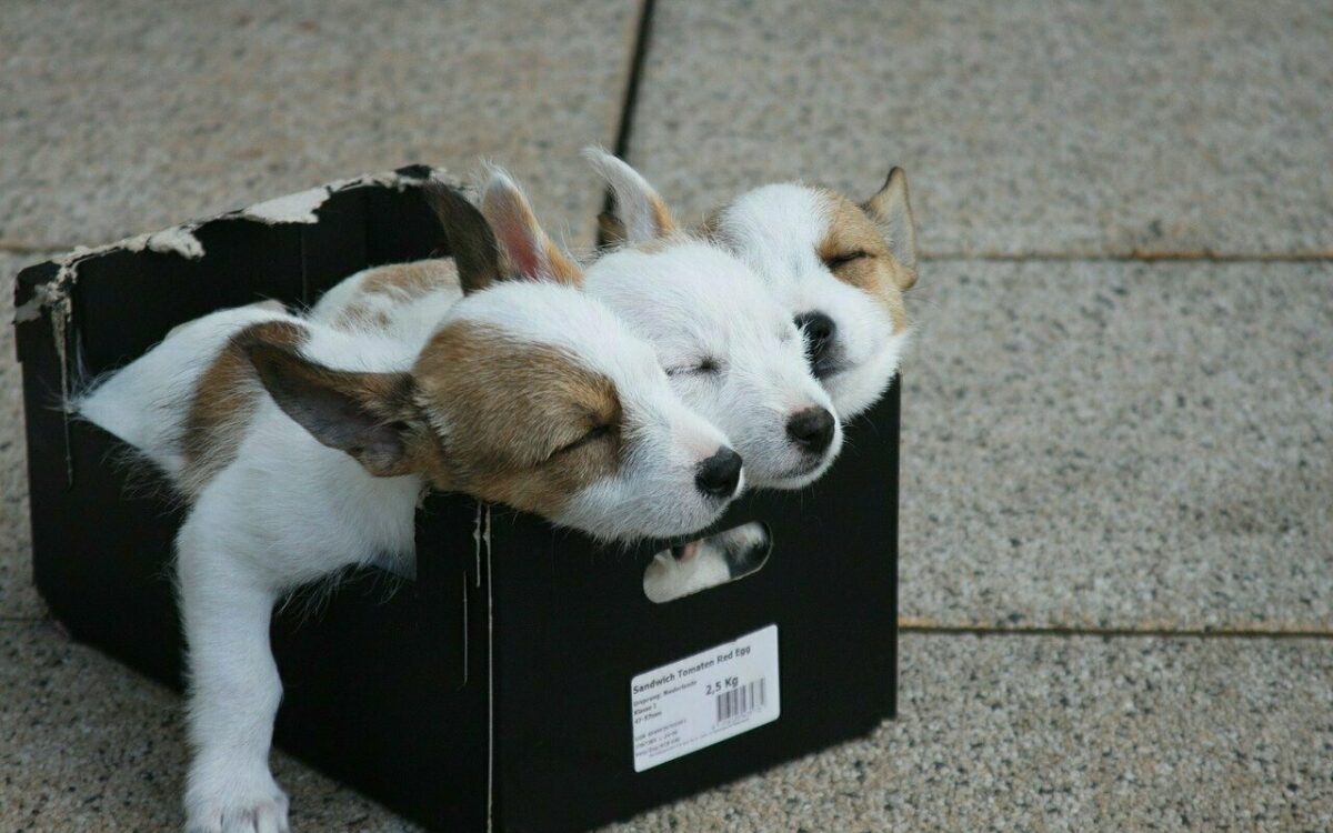 Hundewelpen in einer Kiste Hundewelpen in einer Kiste